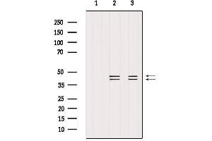 ERK1/2 antibody