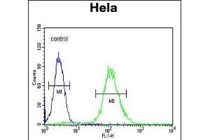 CCNG1 Antibody (N-term) (ABIN654893 and ABIN2844543) flow cytometric analysis of Hela cells (right histogram) compared to a negative control cell (left histogram).