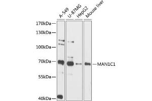 MAN1C1 antibody  (AA 44-240)