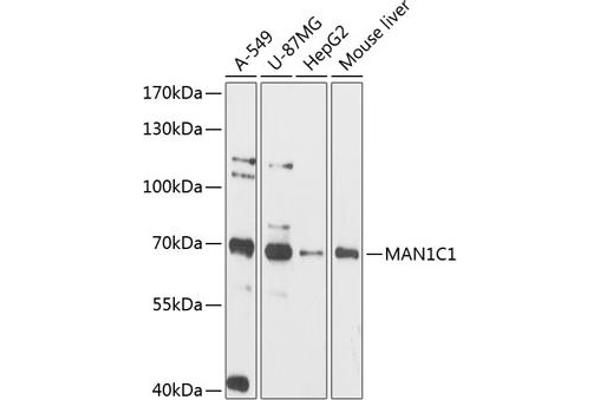 MAN1C1 antibody  (AA 44-240)