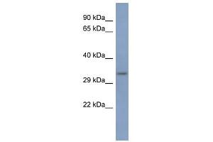 Image no. 1 for anti-Poly(rC) Binding Protein 3 (PCBP3) antibody (ABIN633353)