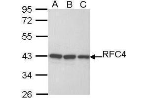 Image no. 2 for anti-Replication Factor C (Activator 1) 4, 37kDa (RFC4) (Center) antibody (ABIN2855757)