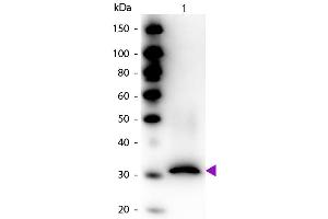 Western blot of Biotin conjugated Rabbit Anti-RFP Pre-adsorbed antibody.