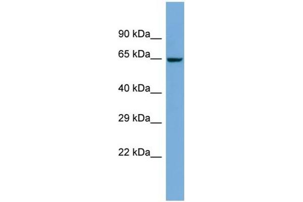 anti-Zinc Finger Protein 8 (ZNF8) (N-Term) antibody