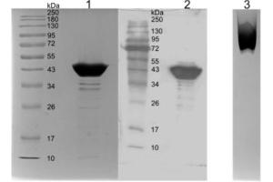 Biochemical characterization of recombinant SARS-CoV-2 N protein.