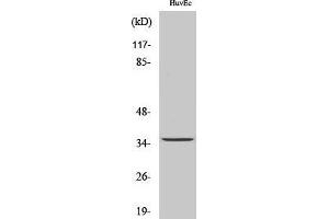Image no. 1 for anti-Transmembrane BAX Inhibitor Motif Containing 1 (TMBIM1) (C-Term) antibody (ABIN3186720)