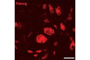 Nanog antibody (pAb) tested by Immunofluorescence Mouse embryonic stem cells (mESCs) grown on mouse embryonic fibroblast feeder cells (MEFs) were fixed with 4 % paraformaldehyde for 10 minutes at room temperature.