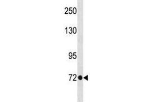 Image no. 2 for anti-Eomesodermin (EOMES) (AA 28-57) antibody (ABIN3028638)
