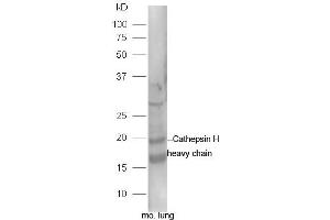 Image no. 2 for anti-Cathepsin H (CTSH) (AA 116-200) antibody (ABIN2559428)