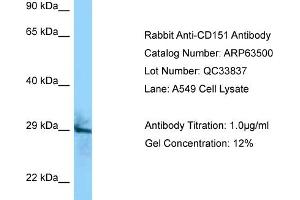 Image no. 1 for anti-CD151 (CD151) (C-Term) antibody (ABIN2789524)