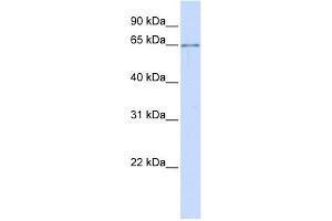 Image no. 1 for anti-Asparagine-Linked Glycosylation 6, alpha-1,3-Glucosyltransferase Homolog (ALG6) antibody (ABIN635916)