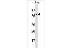 Image no. 3 for anti-Mitogen-Activated Protein Kinase Kinase 7 (MAP2K7) (AA 206-233) antibody (ABIN5534517)