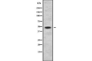 Image no. 2 for anti-KH Domain Containing, RNA Binding, Signal Transduction Associated 1 (KHDRBS1) (C-Term) antibody (ABIN6262791)