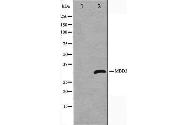 MBD3 antibody  (C-Term)