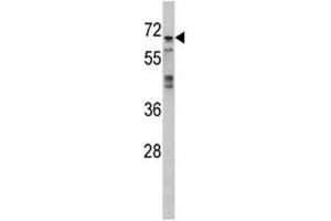 Image no. 3 for anti-Mitogen-Activated Protein Kinase 4 (MAPK4) (AA 72-101) antibody (ABIN3028845)