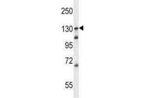 Image no. 2 for anti-Toll-Like Receptor 9 (TLR9) (AA 842-870) antibody (ABIN3029183)