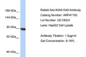 Image no. 1 for anti-KIAA1549 (KIAA1549) (C-Term) antibody (ABIN2783140)