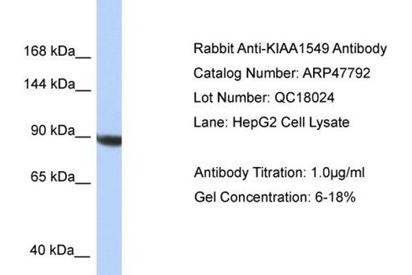 anti-KIAA1549 (KIAA1549) (C-Term) antibody