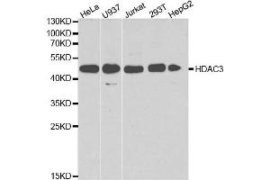 Image no. 6 for anti-Histone Deacetylase 3 (HDAC3) antibody (ABIN3023018)