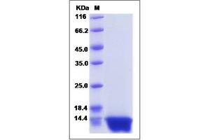 Image no. 1 for Chemokine (C-X-C Motif) Ligand 12 (CXCL12) (AA 22-93) protein (ABIN2008901)