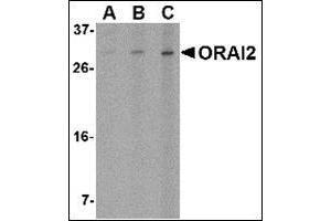 Image no. 2 for anti-ORAI Calcium Release-Activated Calcium Modulator 2 (ORAI2) (C-Term) antibody (ABIN500423)