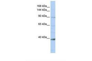 NCKAP1L 抗体  (AA 36-85)