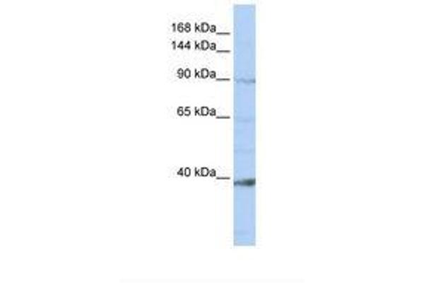 NCKAP1L 抗体  (AA 36-85)
