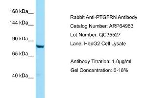 Image no. 1 for anti-Prostaglandin F2 Receptor Negative Regulator (PTGFRN) (C-Term) antibody (ABIN2790012)