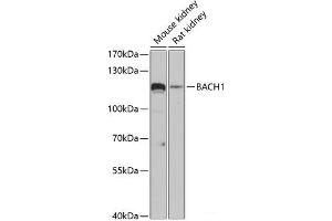 BACH1 antibody
