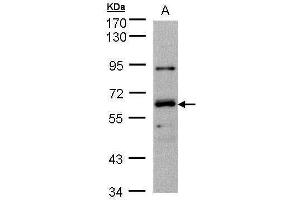 Image no. 2 for anti-DnaJ (Hsp40) Homolog, Subfamily C, Member 1 (DNAJC1) (Center) antibody (ABIN2855715)