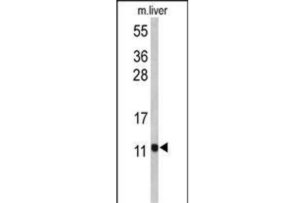 PCBD1 抗体  (AA 11-37)