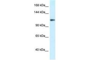 Image no. 1 for anti-Potassium Voltage-Gated Channel, Subfamily H (Eag-Related), Member 3 (Kcnh3) (AA 95-144) antibody (ABIN6747523)