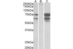Image no. 1 for anti-Neurexin 1 (NRXN1) (C-Term) antibody (ABIN190771)