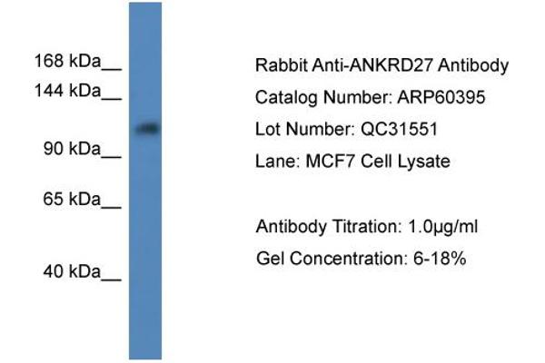 ANKRD27 抗体  (C-Term)