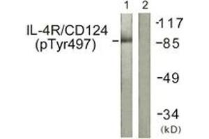 Western blot analysis of extracts from 293 cells, using IL-4R/CD124 (Phospho-Tyr497) Antibody.