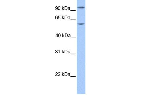 anti-Nuclear Factor of Activated T-Cells, Cytoplasmic, Calcineurin-Dependent 4 (NFATC4) (N-Term) antibody