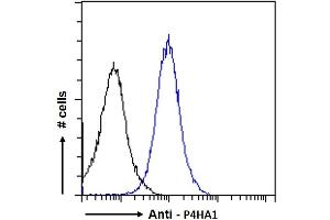Image no. 1 for anti-Prolyl 4-Hydroxylase, alpha Polypeptide I (P4HA1) (Internal Region) antibody (ABIN190847)