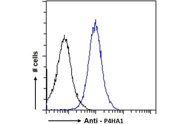 anti-Prolyl 4-Hydroxylase, alpha Polypeptide I (P4HA1) (Internal Region) antibody