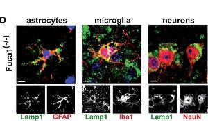 Immunofluorescence (Cultured Cells) (IF (cc)) image for anti-Allograft Inflammatory Factor 1 (AIF1) (C-Term) antibody (ABIN2857032)