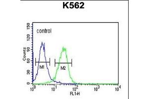 Claudin 15 antibody  (AA 128-157)