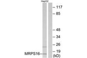 Image no. 1 for anti-Mitochondrial Ribosomal Protein S16 (MRPS16) (AA 81-130) antibody (ABIN1534505)