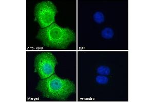 Image no. 4 for anti-MYC Associated Factor X (MAX) (C-Term) antibody (ABIN184586)