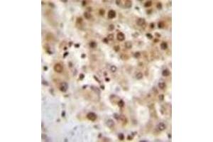 Image no. 3 for anti-Immediate Early Response 3 (IER3) (AA 45-73), (N-Term) antibody (ABIN952818)