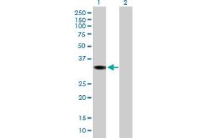 Western Blot analysis of DHRS1 expression in transfected 293T cell line by DHRS1 MaxPab polyclonal antibody.