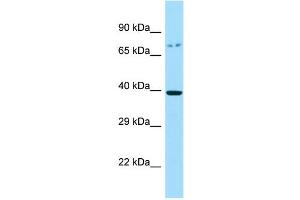 Image no. 1 for anti-G Protein-Coupled Receptor 45 (GPR45) (C-Term) antibody (ABIN2790771)