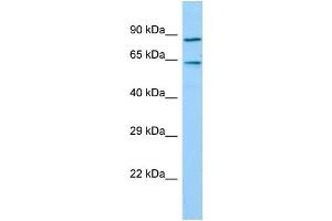 TIGD7 antibody  (C-Term)