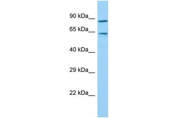 TIGD7 antibody  (C-Term)