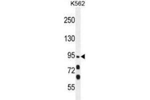 Image no. 2 for anti-Myosin XIX (MYO19) (AA 561-589), (Middle Region) antibody (ABIN953575)