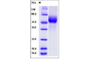 Image no. 1 for Ninjurin 1 (NINJ1) (AA 1-79), (Extracellular Domain) protein (Fc Tag) (ABIN2009602)