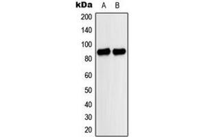 Western blot analysis of MARK expression in A549 (A), HeLa (B) whole cell lysates.